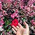 HIBISCO TRICOLOR (Hibiscus rosa-sinensis ‘Cooperi’) - Pote 15 - Imagem 7