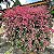 HIBISCO TRICOLOR (Hibiscus rosa-sinensis ‘Cooperi’) - Pote 15 - Imagem 6