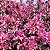 HIBISCO TRICOLOR (Hibiscus rosa-sinensis ‘Cooperi’) - Pote 15 - Imagem 2