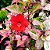 HIBISCO TRICOLOR (Hibiscus rosa-sinensis ‘Cooperi’) - Pote 15 - Imagem 1