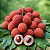 LICHIA GIGANTE KAIMANA DO HAVAÍ - Muda de Alporquia com até 1,30m (Litchi chinensis cv. Kaimana / lichia-kaimana) - Imagem 1