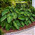 Philodendron danteanum - Pote 20 com 50 a 60 cm - Imagem 1
