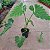 Philodendron danteanum - Pote 20 com 50 a 60 cm - Imagem 3