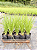 CAPIM DO TEXAS VERDE - CAIXA COM 10 MUDAS (Pennisetum setaceum) - Imagem 2