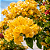 PRIMAVERA AMARELA (Bougainvillea spectabilis) - Muda com até 1 metro - Imagem 1