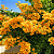 PRIMAVERA AMARELA (Bougainvillea spectabilis) - Muda com até 1 metro - Imagem 2