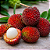 PULASAN (Nephelium mutabile) - Muda com 20 a 30 cm - Imagem 1