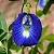 FADA AZUL (Clitoria ternatea) - Muda com até 70 cm - Imagem 1