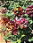 ROSA ABRACADABRA (Rosa hocus pocus) - Imagem 4