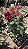 ROSA GRANDE (Rosa Grandiflora) - MUDA DE CORES SORTIDAS - Imagem 11