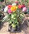 ROSA GRANDE (Rosa Grandiflora) - MUDA DE CORES SORTIDAS - Imagem 6