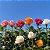 ROSA GRANDE (Rosa Grandiflora) - MUDA DE CORES SORTIDAS - Imagem 4