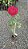 ROSA GRANDE (Rosa Grandiflora) - MUDA DE CORES SORTIDAS - Imagem 5