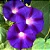 IPOMÉIA AZUL ou PURPUREA - Muda com até 1 metro - Imagem 1