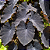 INHAME ROXO (Colocasia esculenta var. aquatilis) - Muda com até 60 cm - Imagem 1