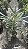 PALMEIRA RÁFIS (Rhapis excelsa) - Pote 17 - Muda com até 70 cm - Imagem 3
