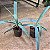 AGAVE POLVO (Agave vilmoriniana) - Muda com até 70 cm - Imagem 2