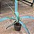 AGAVE POLVO (Agave vilmoriniana) - Muda com até 70 cm - Imagem 3