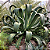 AGAVE POLVO (Agave vilmoriniana) - Muda com até 70 cm - Imagem 4