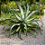 AGAVE POLVO (Agave vilmoriniana) - Muda com até 70 cm - Imagem 1