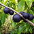 JABUTICABA AZUL (Myrciaria vexator) - Muda com 30 a 40 cm - Imagem 1