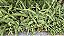 SAMAMBAIA DE SOL (Nephrolepis obliterata) - Muda com até 40 cm - Imagem 6
