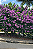 PRIMAVERA LILÁS (Bougainvillea glabra) - Muda com até 80 cm - Imagem 2