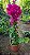 PRIMAVERA DOBRADA PINK (Bougainvillea spectabilis) - Muda com até 1,20m - Imagem 4