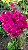 PRIMAVERA DOBRADA PINK (Bougainvillea spectabilis) - Muda com até 1,20m - Imagem 1