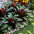BROMÉLIA IMPERIAL (Alcantarea imperialis) - Muda com até 70 cm - Imagem 2