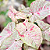 SINGÔNIO CONFETE ROSA (Syngonium 'Milk Confetti') - Pote 11 - Imagem 1