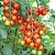 TOMATE CEREJA (Solanum lycopersicum var. cerasiforme.) - Pote 11 - Imagem 1