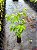 UVA JAPONESA (Hovenia dulcis) - Muda com até 80 cm - Imagem 3