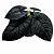 Alocasia Preta "Melo" - Pote 12 - Imagem 1