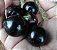 JABUTICABA PONHEMA (Plinia cauliflora) - Muda com até 60 cm - Imagem 6