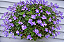 VIOLETA PENDENTE (Streptocarpus saxorum) - Cuia 21 - Imagem 1