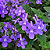 VIOLETA PENDENTE (Streptocarpus saxorum) - Cuia 21 - Imagem 2