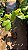 CACAU ENXERTADO (Theobroma cacao) - Muda Enxertada com até 60 cm - Imagem 2
