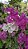 PRIMAVERA MANACÁ DUAS CORES (Bougainvillea Mary Palmer) - Pote 27 - Imagem 5