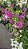 PRIMAVERA MANACÁ DUAS CORES (Bougainvillea Mary Palmer) - Pote 27 - Imagem 14