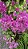 PRIMAVERA MANACÁ DUAS CORES (Bougainvillea Mary Palmer) - Pote 27 - Imagem 15