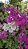 PRIMAVERA MANACÁ DUAS CORES (Bougainvillea Mary Palmer) - Pote 27 - Imagem 16