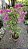 PRIMAVERA MANACÁ DUAS CORES (Bougainvillea Mary Palmer) - Pote 27 - Imagem 6