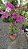 PRIMAVERA MANACÁ DUAS CORES (Bougainvillea Mary Palmer) - Pote 27 - Imagem 8