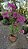 PRIMAVERA MANACÁ DUAS CORES (Bougainvillea Mary Palmer) - Pote 27 - Imagem 9
