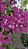 PRIMAVERA MANACÁ DUAS CORES (Bougainvillea Mary Palmer) - Pote 27 - Imagem 10