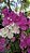 PRIMAVERA MANACÁ DUAS CORES (Bougainvillea Mary Palmer) - Pote 27 - Imagem 11