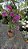 PRIMAVERA MANACÁ DUAS CORES (Bougainvillea Mary Palmer) - Pote 27 - Imagem 12