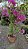 PRIMAVERA MANACÁ DUAS CORES (Bougainvillea Mary Palmer) - Pote 27 - Imagem 13