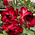 ROSA DO DESERTO FLOR DOBRADA (Adenium obesum) - Pote 15 - Imagem 1